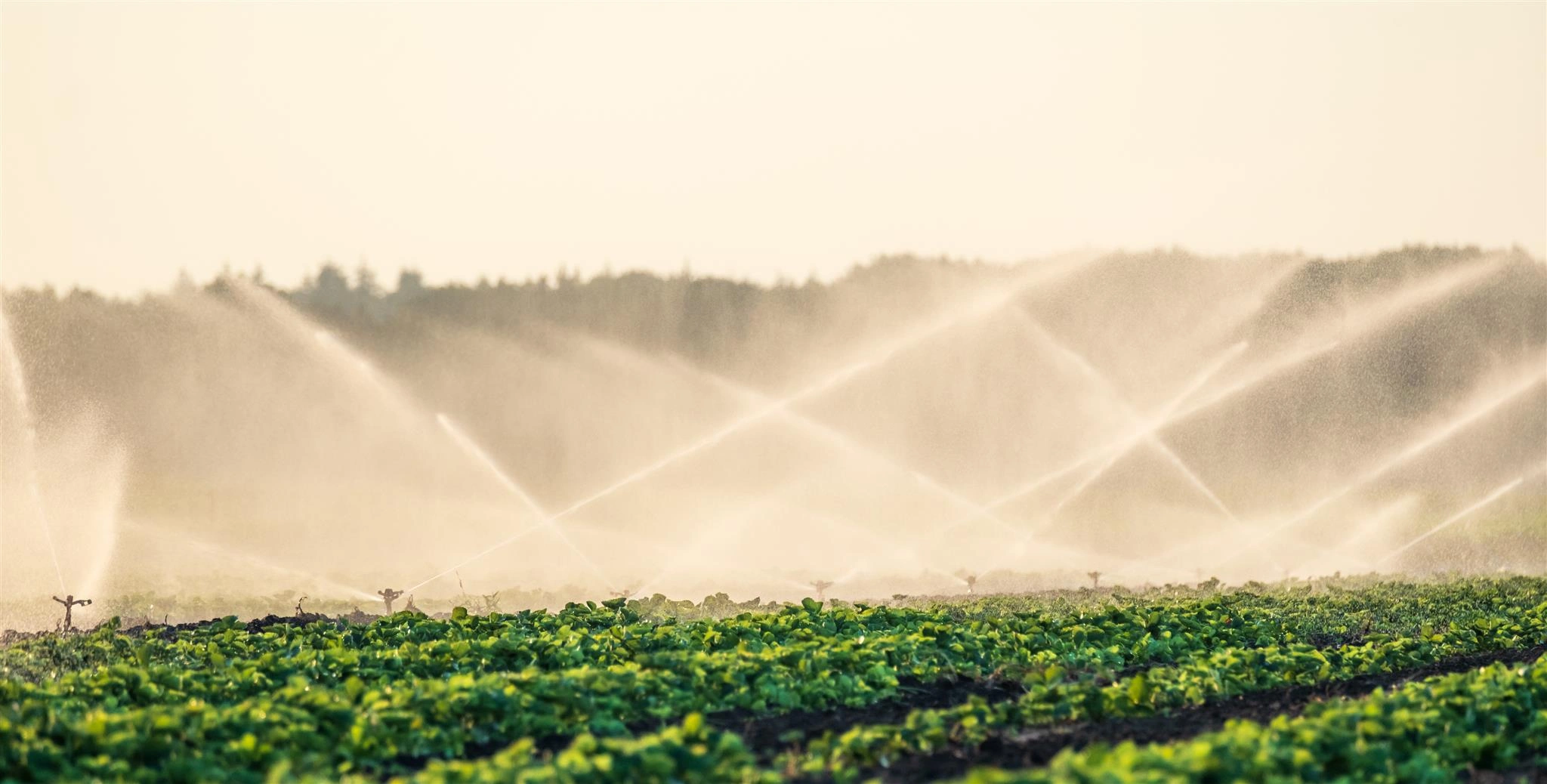 Sprinkler Installation